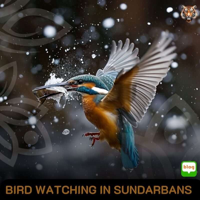 Bird Watching in Sundarbans